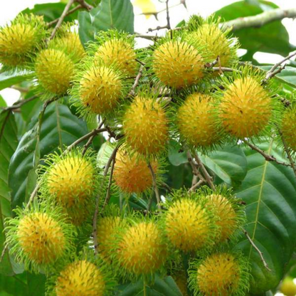 Rambutan E35 Hybrid Fruit Plant: Yellow-Skinned, Sweet, Juicy, Fast-Growing Tropical Delight