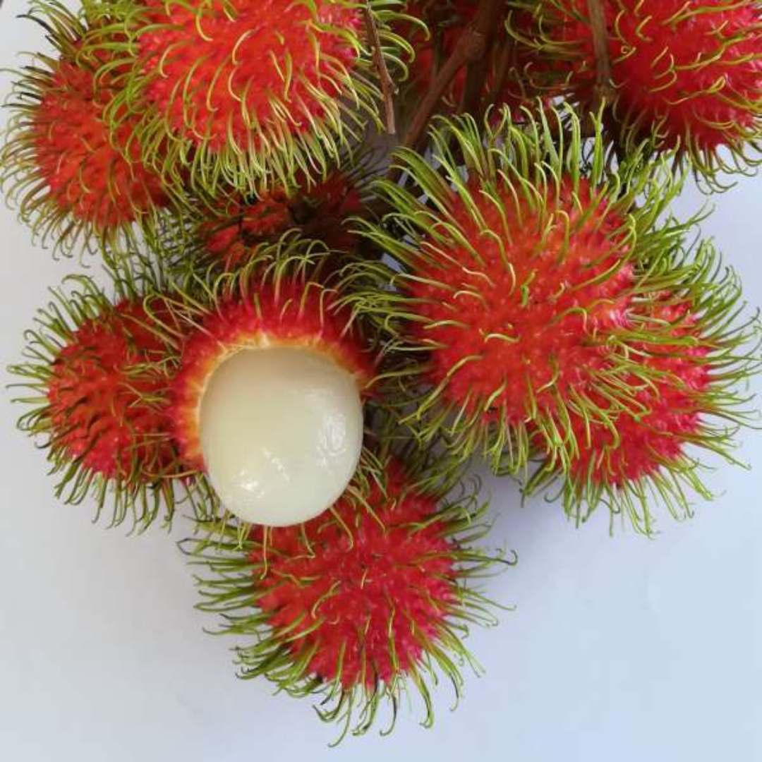 Rambutan Jarum Emas: Sweet, High-Yielding, Red-Skinned Hybrid Fruit Plant