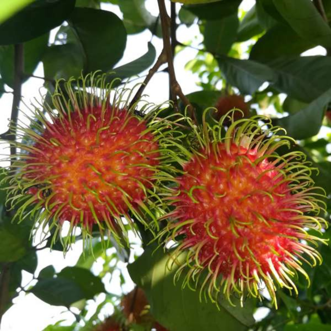 Rambutan Jarum Emas: Sweet, High-Yielding, Red-Skinned Hybrid Fruit Plant