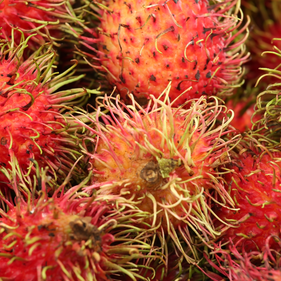 Jumbo Rambutan KG10 Hybrid Fruit Plant: Extra-Large, Sweet, Juicy Red Fruits