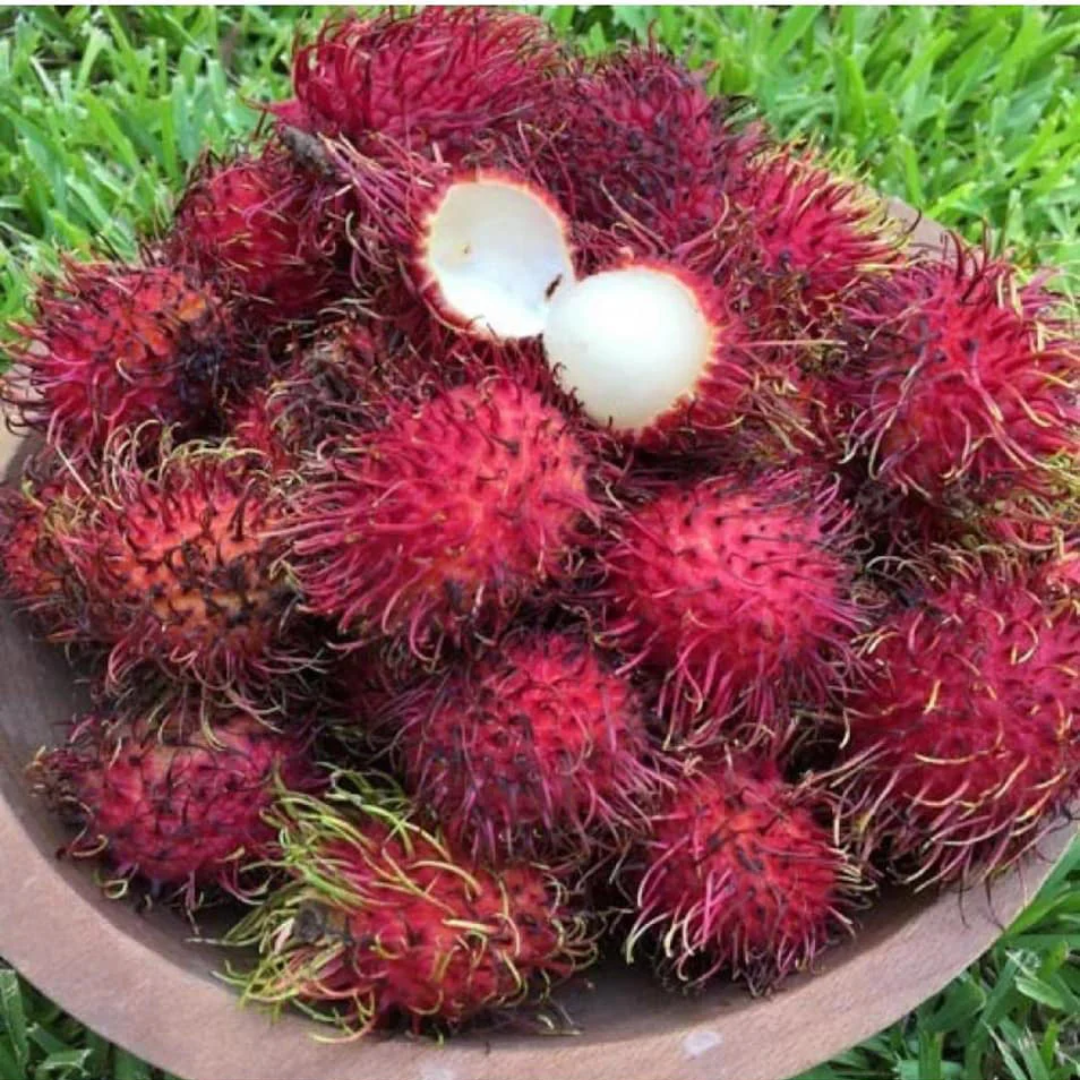 Sweet Red Rambutan Malwana Hybrid Fruit Plant for Home Gardens
