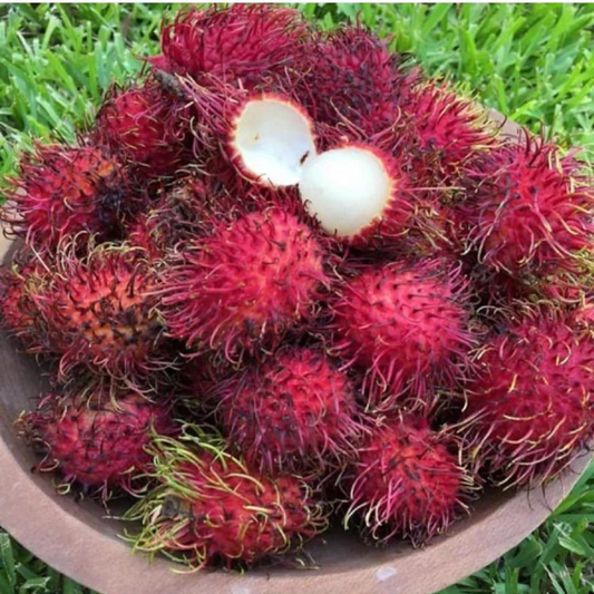 Sweet Red Rambutan Malwana Hybrid Fruit Plant for Home Gardens