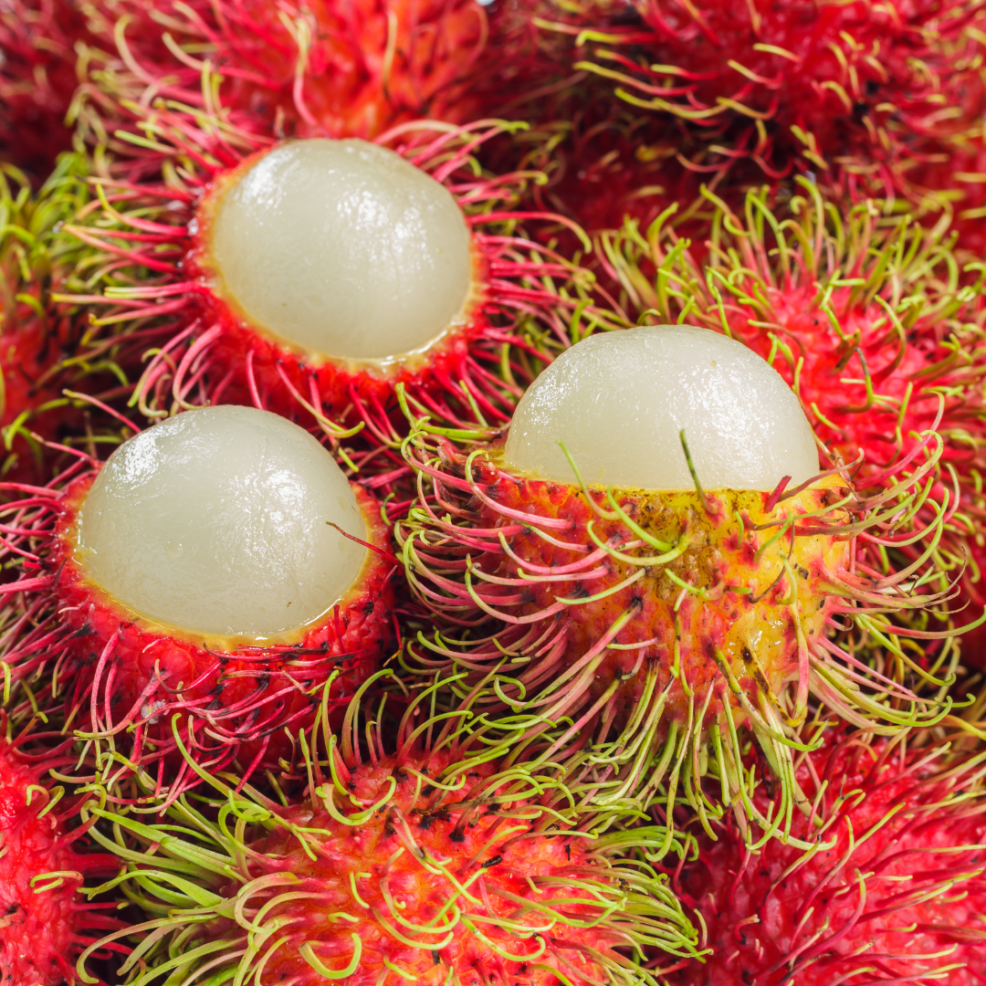 Rambutan N18 Hybrid Fruit Plant: Juicy, Sweet, Fast-Growing Tropical Delight