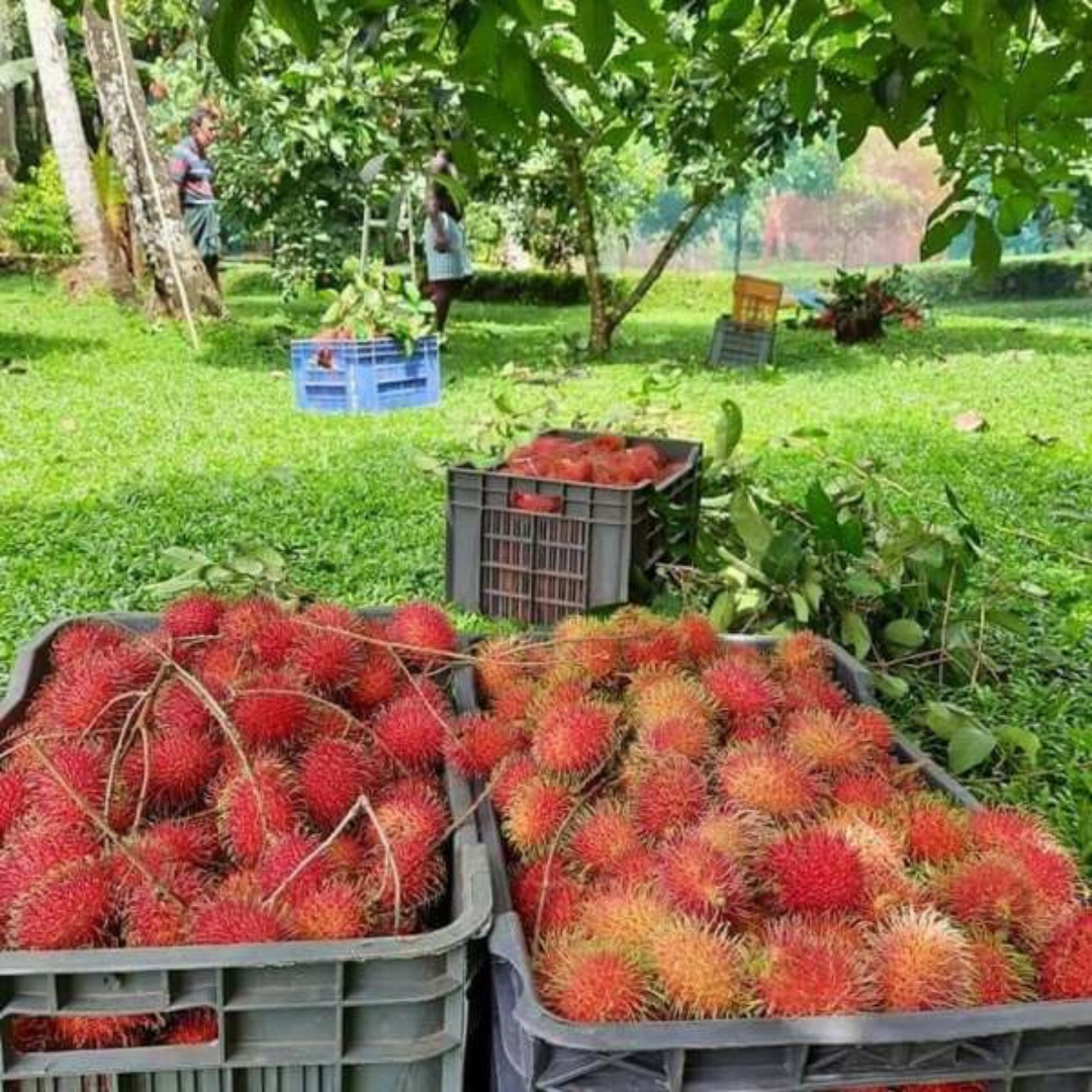 Rambutan N18 Hybrid Fruit Plant: Juicy, Sweet, Fast-Growing Tropical Delight