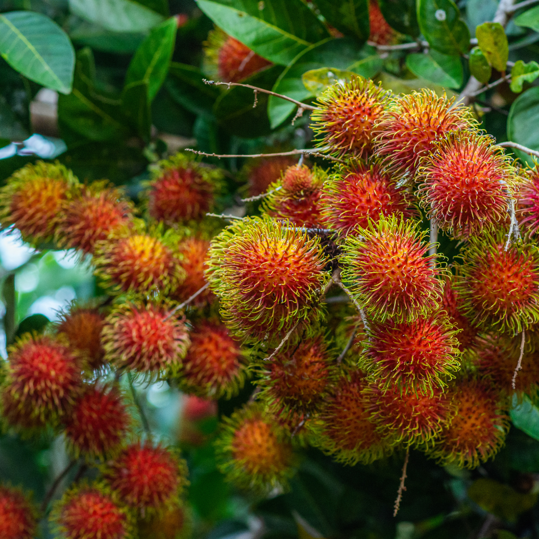 Rambutan N18 Hybrid Fruit Plant: Juicy, Sweet, Fast-Growing Tropical Delight