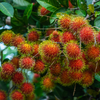 Rambutan N18 Hybrid Fruit Plant: Juicy, Sweet, Fast-Growing Tropical Delight