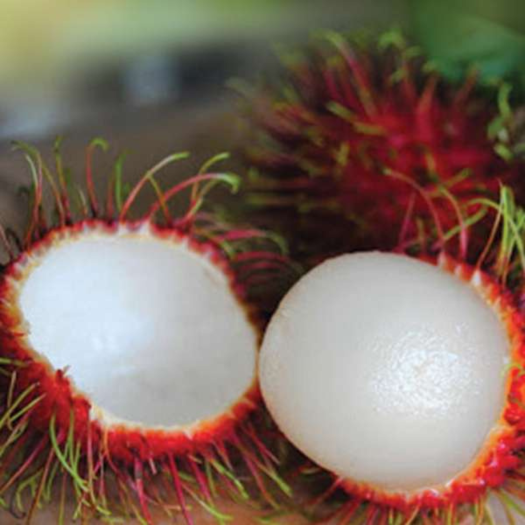 Vibrant Rambutan School Boy: Sweet, Juicy, High-Yielding Hybrid Fruit Plant