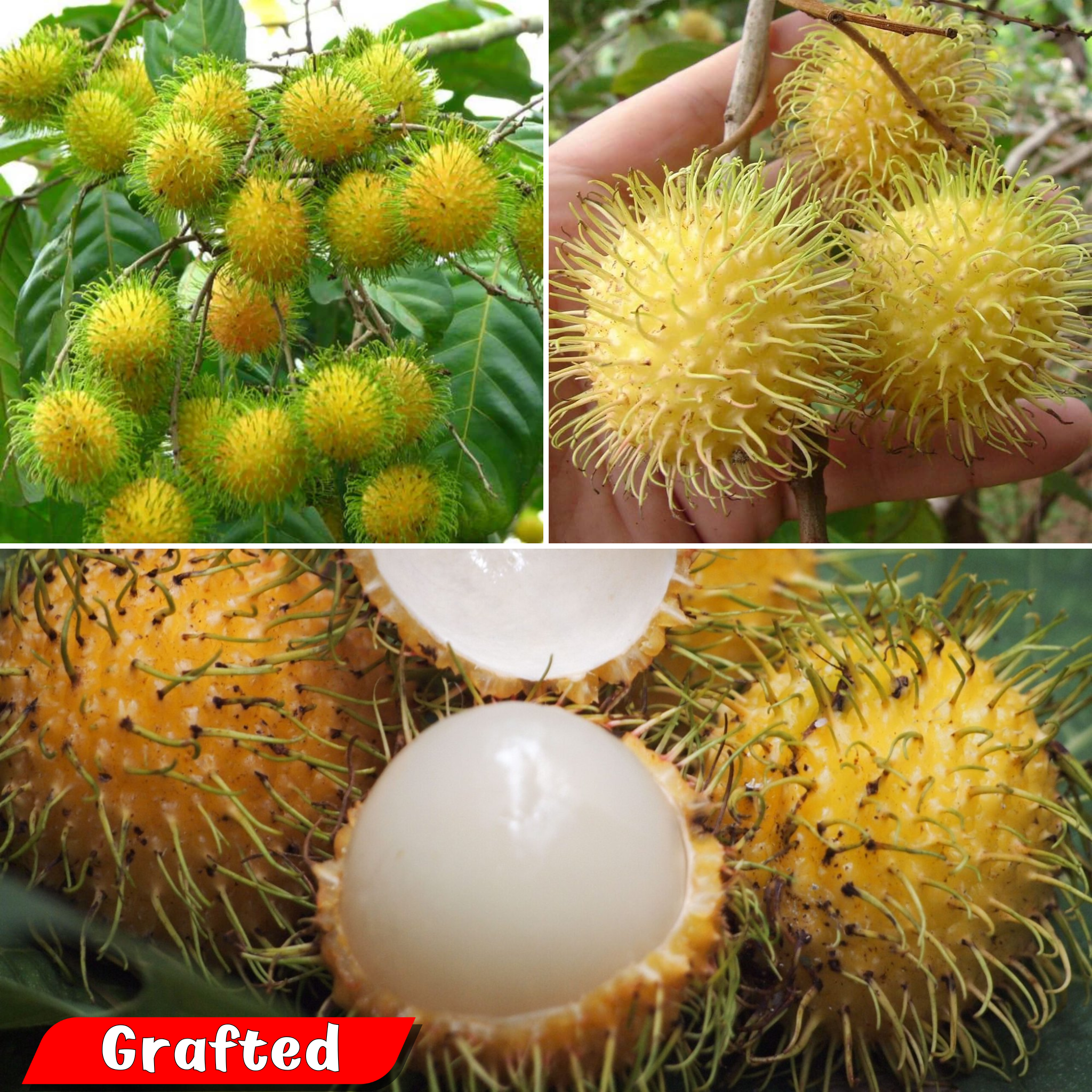 Rambutan E35 Hybrid Fruit Plant: Yellow-Skinned, Sweet, Juicy, Fast-Growing Tropical Delight