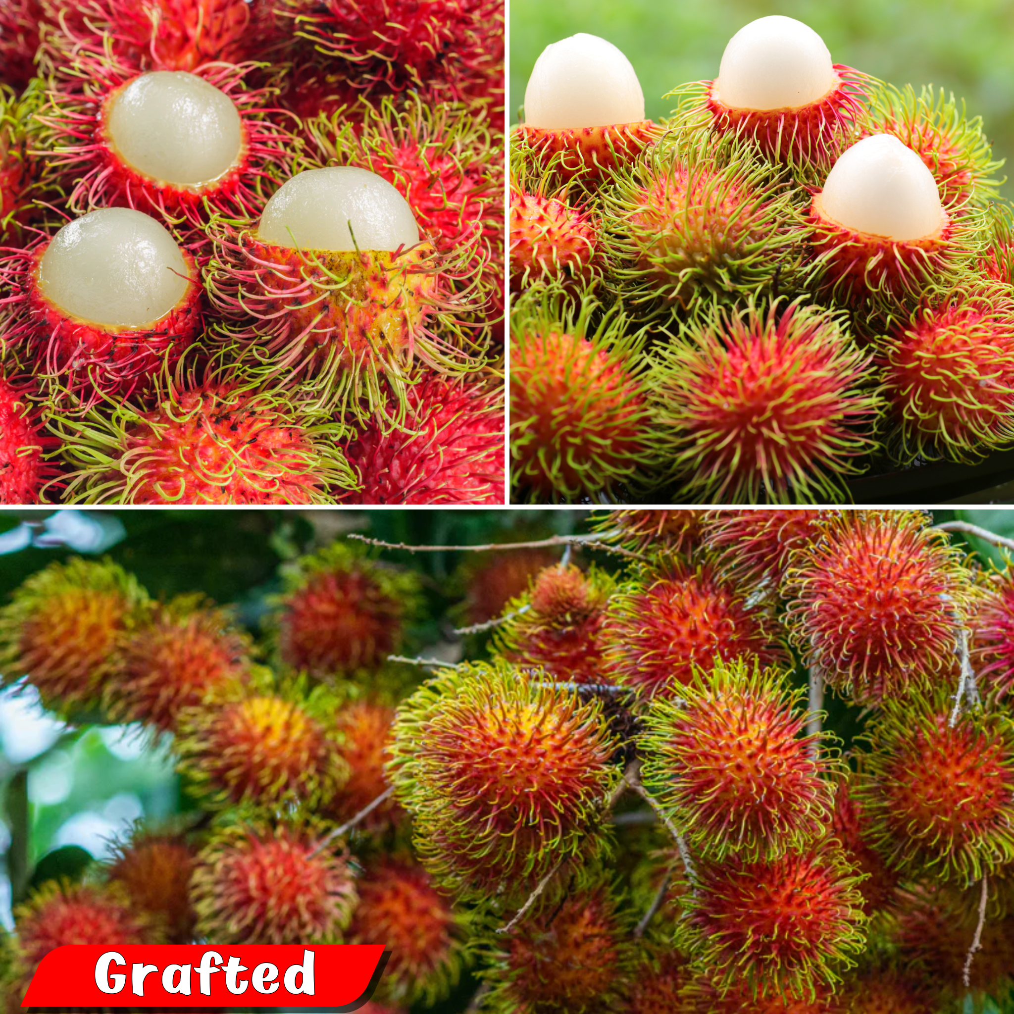 Rambutan N18 Hybrid Fruit Plant: Juicy, Sweet, Fast-Growing Tropical Delight