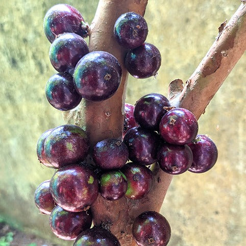 Jaboticaba Red hybrid Fruit Plant