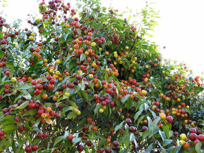 Guaburiti Jaboticaba (Plinia Rivularis) Fruit Plant