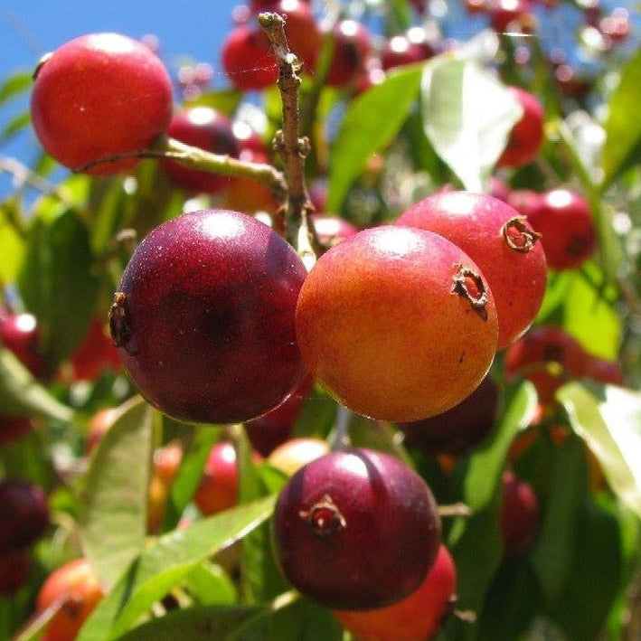 Guaburiti Jaboticaba (Plinia Rivularis) Fruit Plant