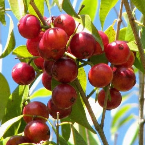 Guaburiti Jaboticaba (Plinia Rivularis) Fruit Plant