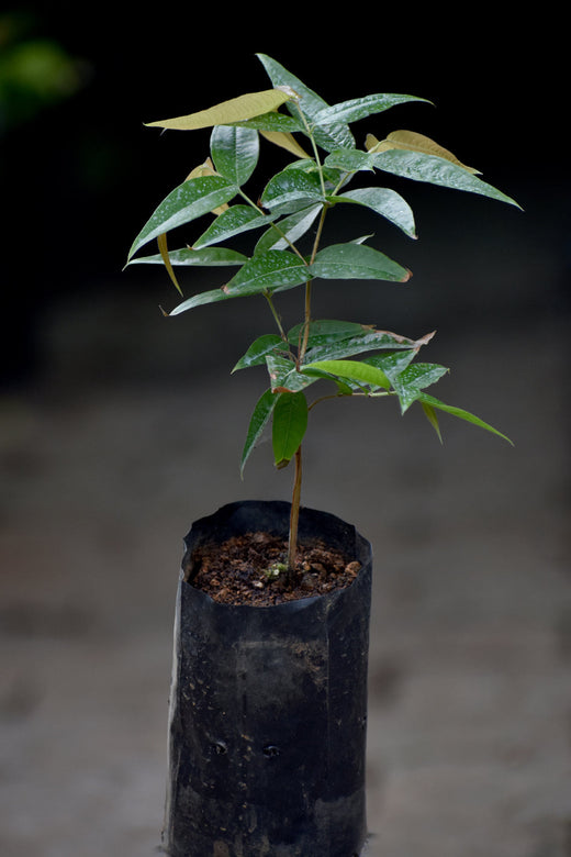 Red LanternJaboticaba (Plinia Phitrantha Red Lantern) Regular price Fruit Plant