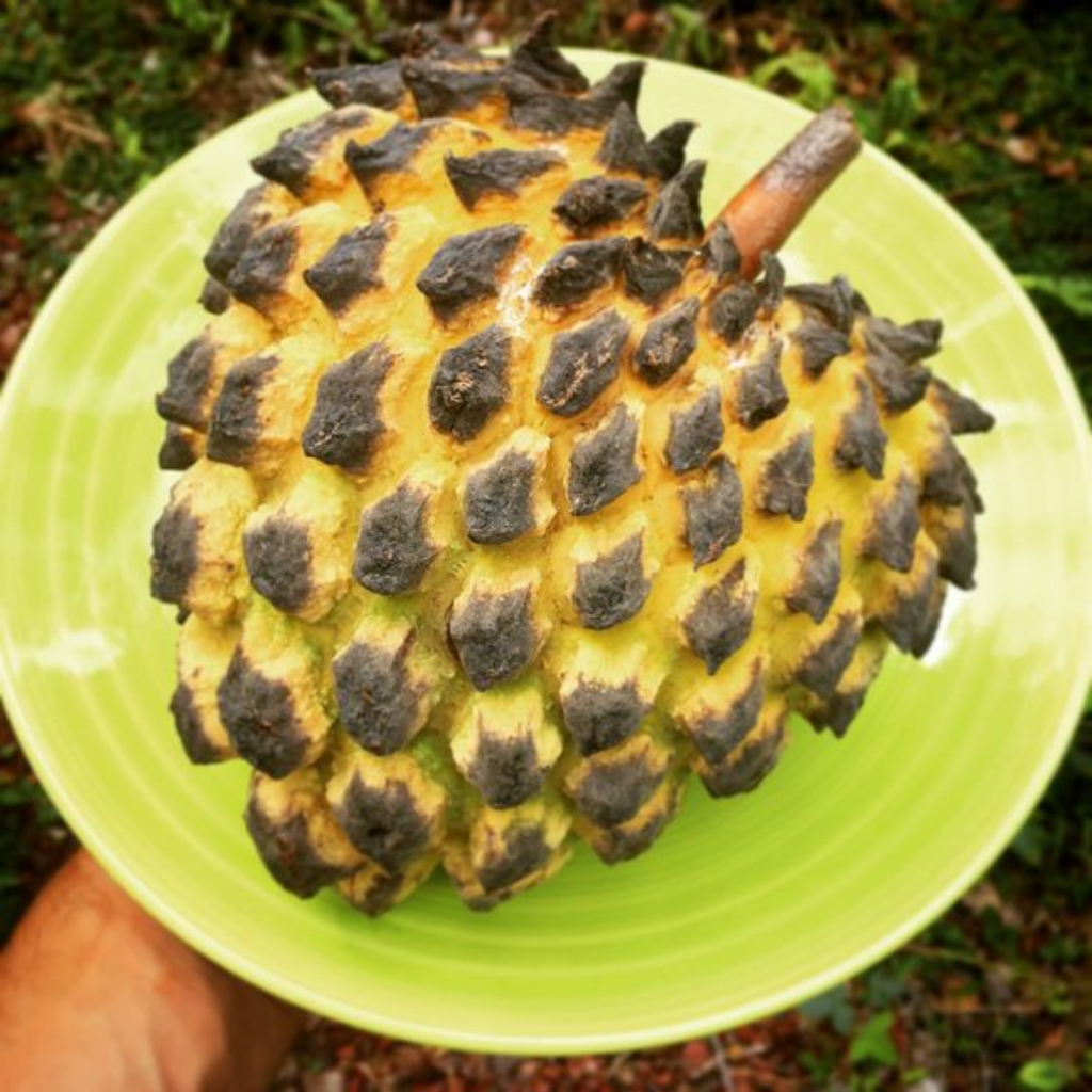 Rollinia / Biriba  - Rollinia deliciosa Fruit Plant