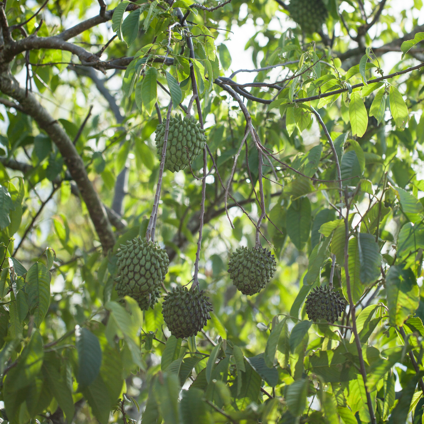 Rollinia / Biriba  - Rollinia deliciosa Fruit Plant