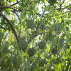Rollinia / Biriba  - Rollinia deliciosa Fruit Plant