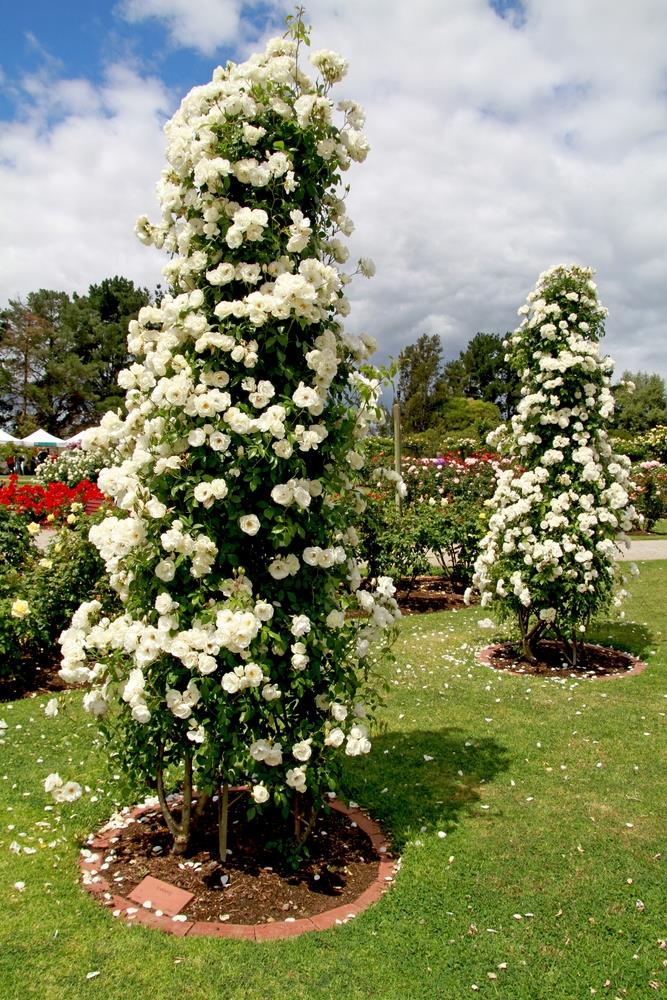 Royal Bloom Climbing Rose – Hybrid Rose Seeds for Vertical Elegance - Rose Seeds