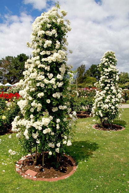 Royal Bloom Climbing Rose – Hybrid Rose Seeds for Vertical Elegance - Rose Seeds