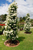 Royal Bloom Climbing Rose – Hybrid Rose Seeds for Vertical Elegance - Rose Seeds