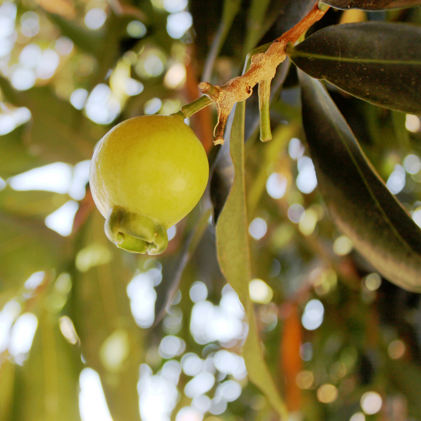 Rose Apple / Panineer Champa  - Syzygium jambos Fruit Plant
