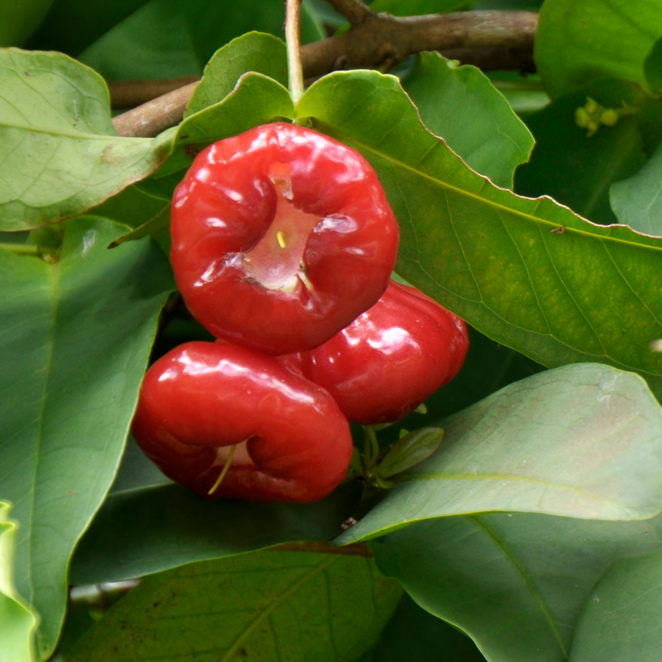 Rose Water Apple / Champa  - Syzygium samarangense Fruit Plant