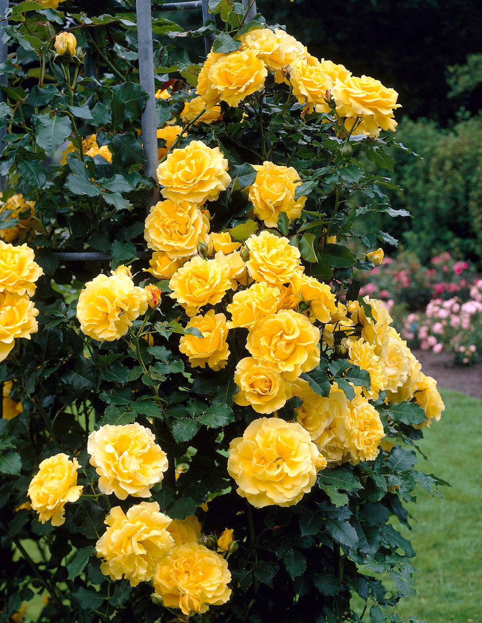 Exotic Hybrid Climbing Rose Flower Seeds – Pack of 20  - Golden shower - Rose Seeds