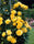 Exotic Hybrid Climbing Rose Flower Seeds – Pack of 20  - Golden shower - Rose Seeds