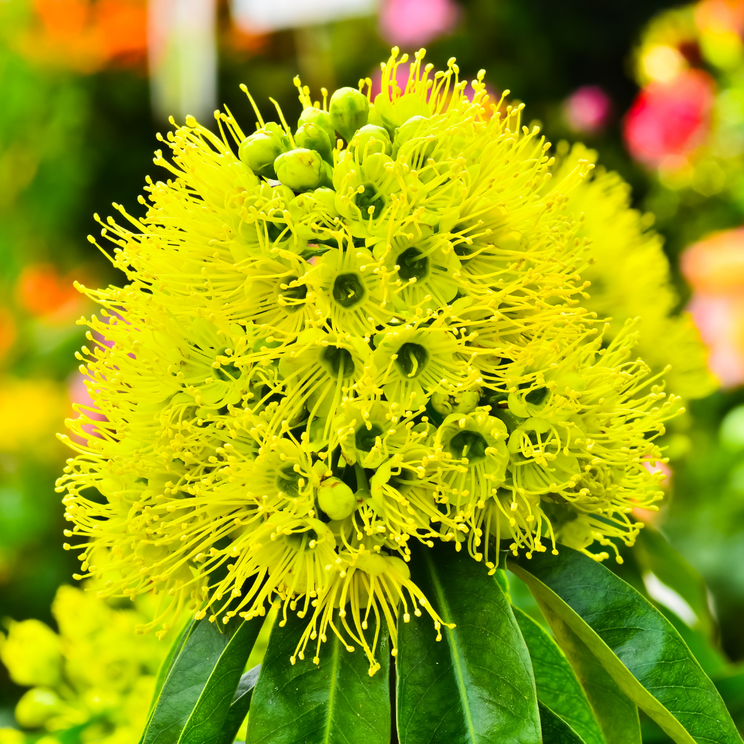 Rosida Green Hybrid Flower Plant: Live Layering Plant for Vibrant Gardens