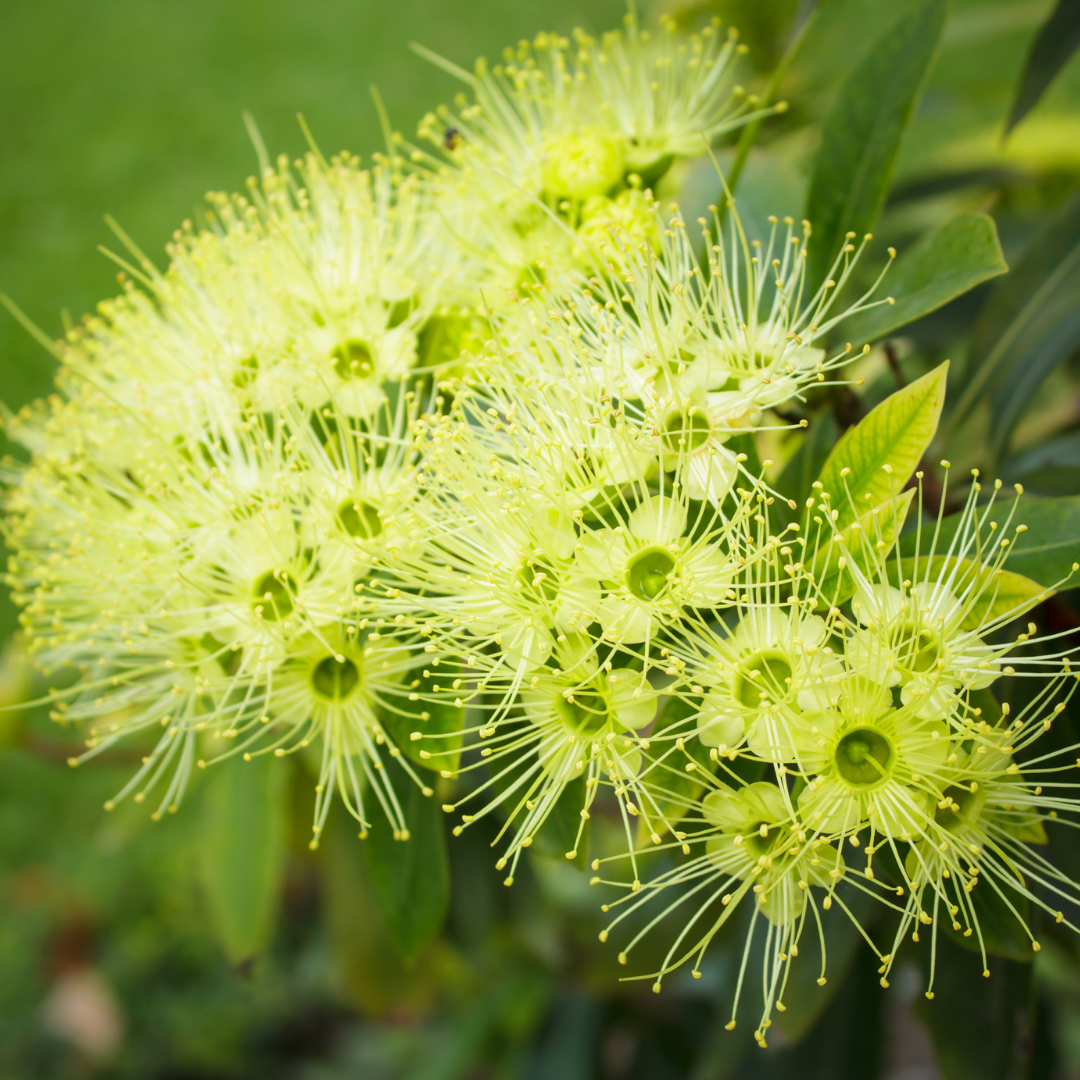 Rosida Green Hybrid Flower Plant: Live Layering Plant for Vibrant Gardens