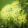 Rosida Green Hybrid Flower Plant: Live Layering Plant for Vibrant Gardens