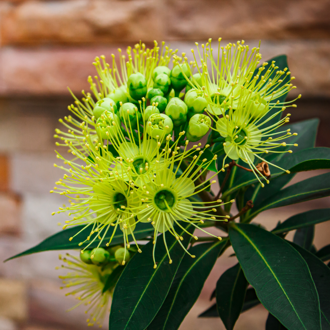 Rosida Green Hybrid Flower Plant: Live Layering Plant for Vibrant Gardens