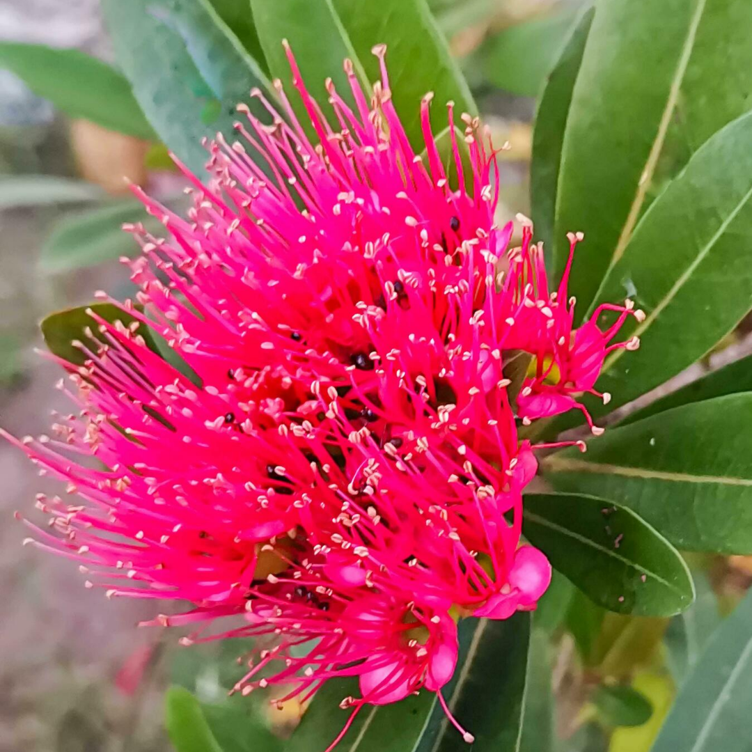 Rosida Pink Hybrid Flower Plant: Live Layering Plant for Vibrant Garden