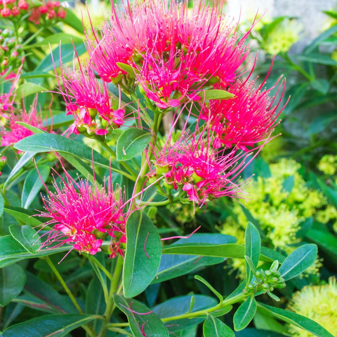 Rosida Pink Hybrid Flower Plant: Live Layering Plant for Vibrant Garden