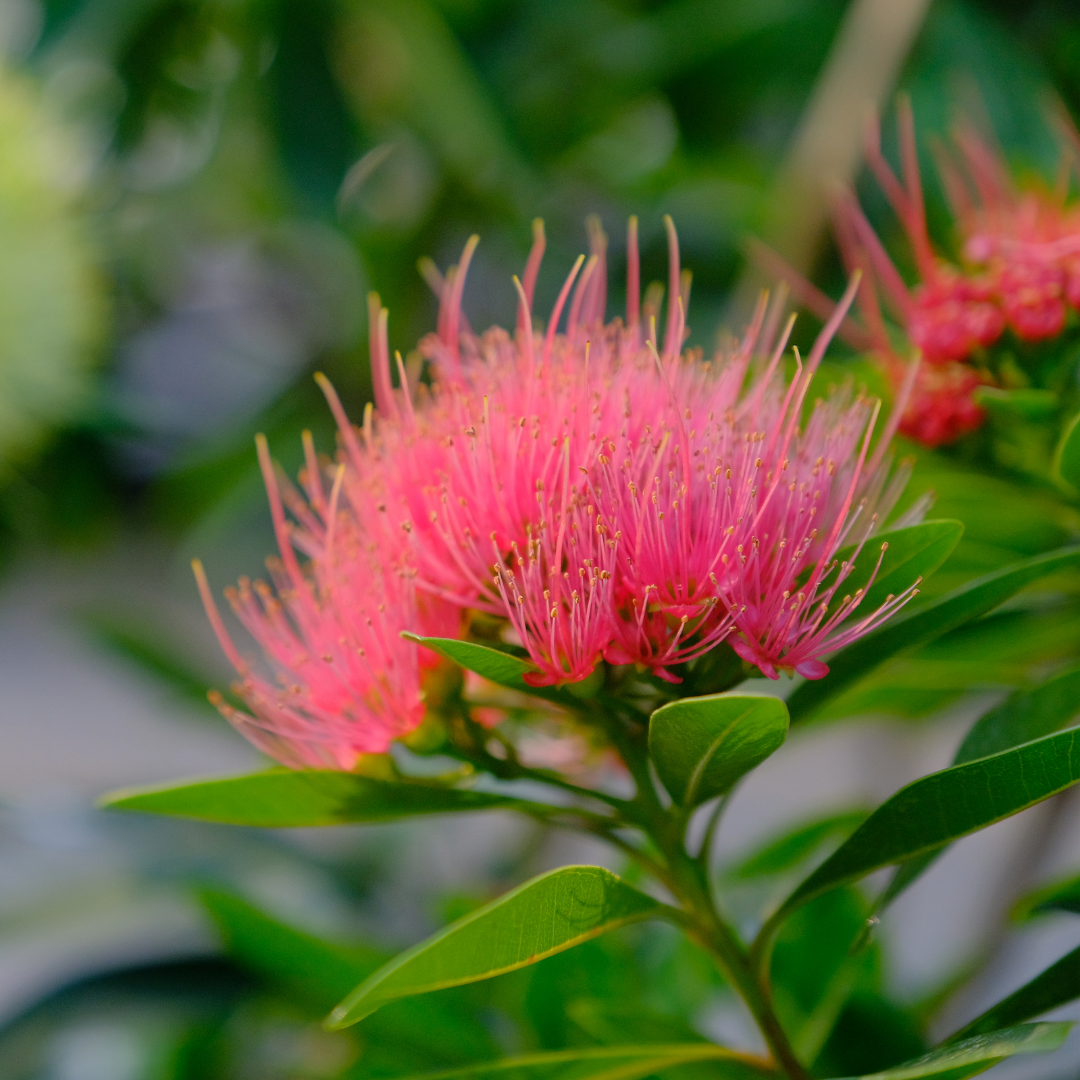 Rosida Pink Hybrid Flower Plant: Live Layering Plant for Vibrant Garden