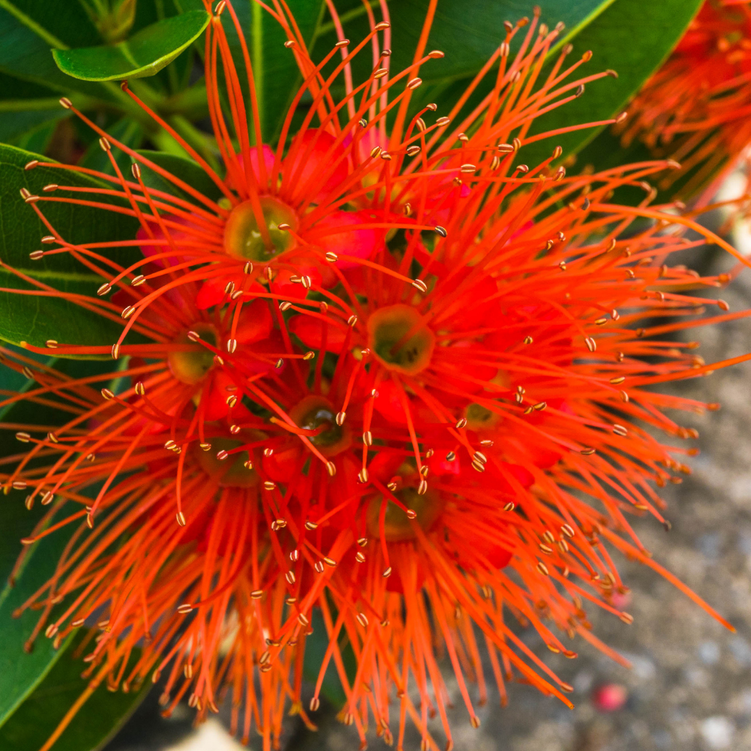 Rosida Red Hybrid Flower Plant - Live Plant in Polybag for Vibrant Blooms