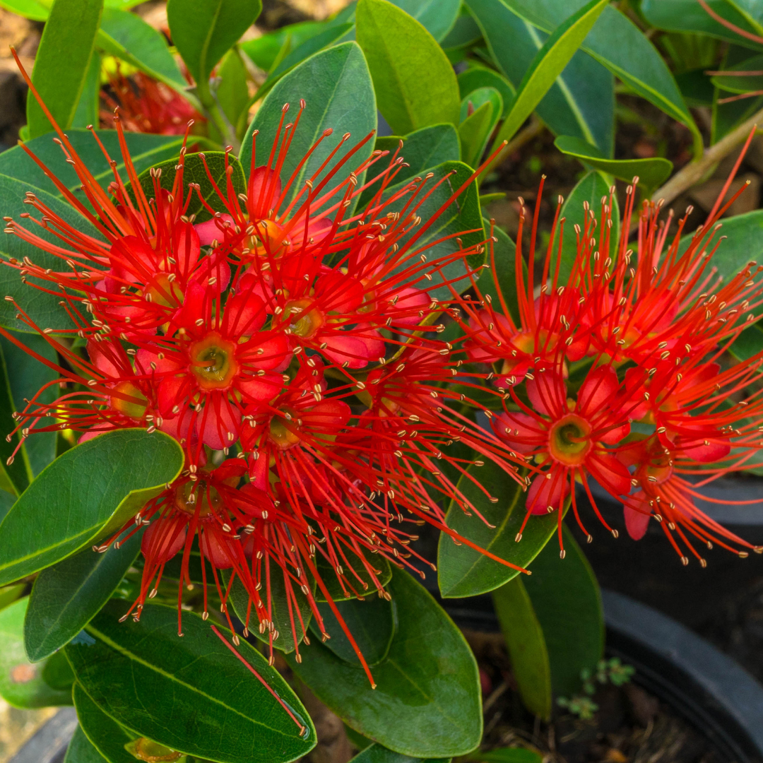 Rosida Red Hybrid Flower Plant - Live Plant in Polybag for Vibrant Blooms