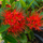 Rosida Red Hybrid Flower Plant - Live Plant in Polybag for Vibrant Blooms