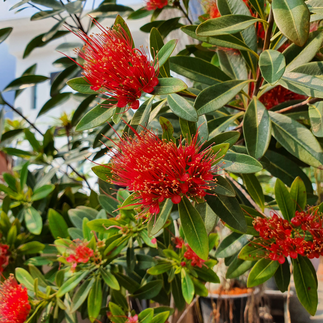 Rosida Red Hybrid Flower Plant - Live Plant in Polybag for Vibrant Blooms