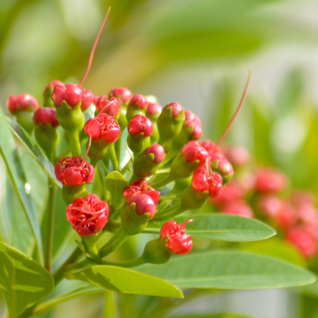 Rosida Red Hybrid Flower Plant - Live Plant in Polybag for Vibrant Blooms