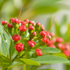 Rosida Red Hybrid Flower Plant - Live Plant in Polybag for Vibrant Blooms