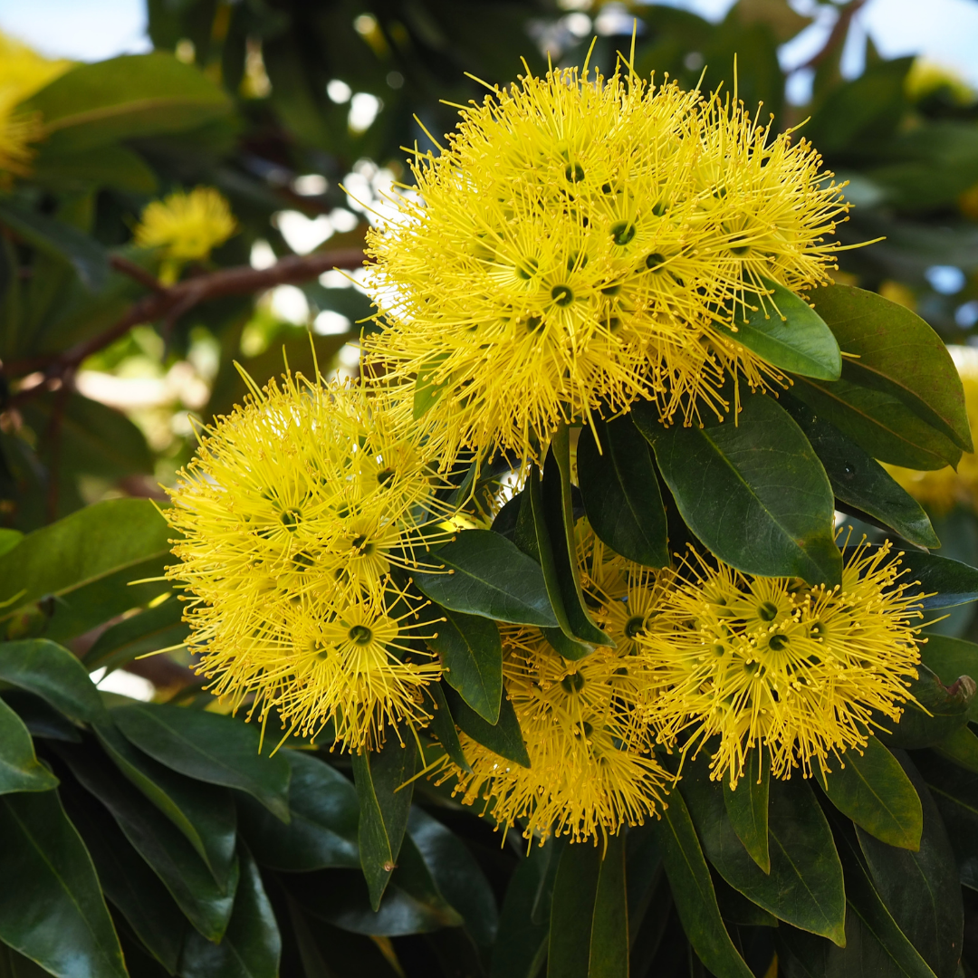 Rosida Yellow Hybrid Flower Plant for Garden and Home Decor