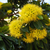 Rosida Yellow Hybrid Flower Plant for Garden and Home Decor