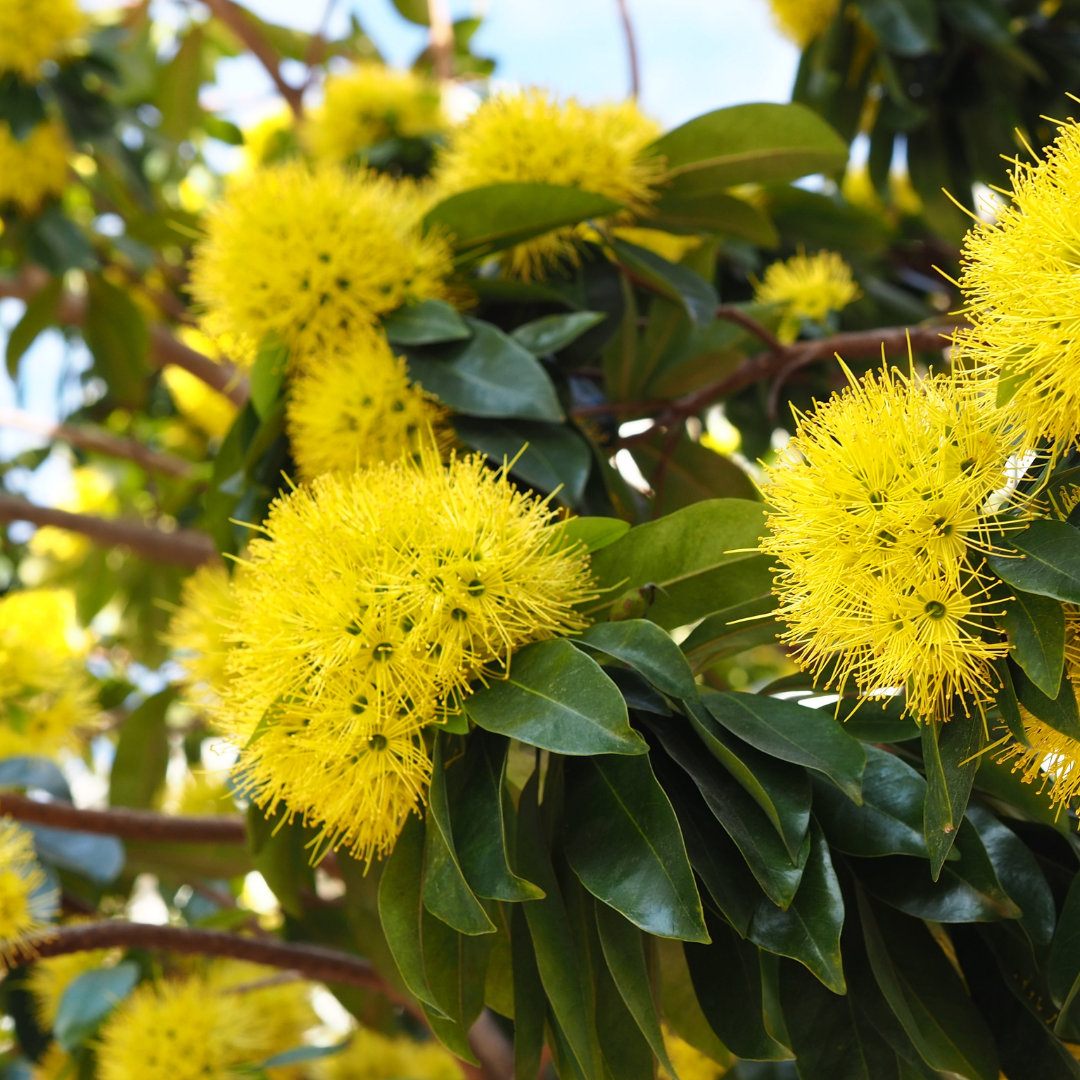 Rosida Yellow Hybrid Flower Plant for Garden and Home Decor