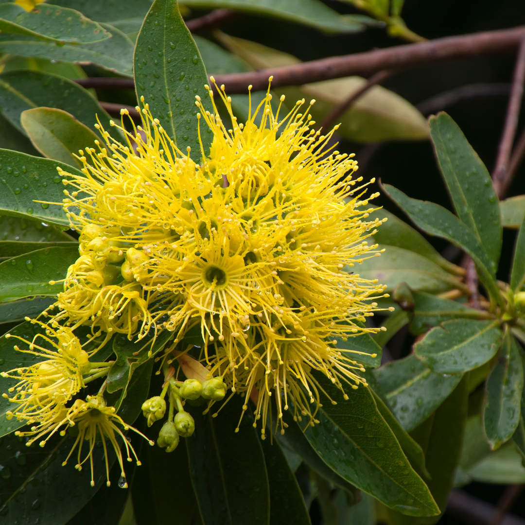Rosida Yellow Hybrid Flower Plant for Garden and Home Decor