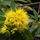 Rosida Yellow Hybrid Flower Plant for Garden and Home Decor