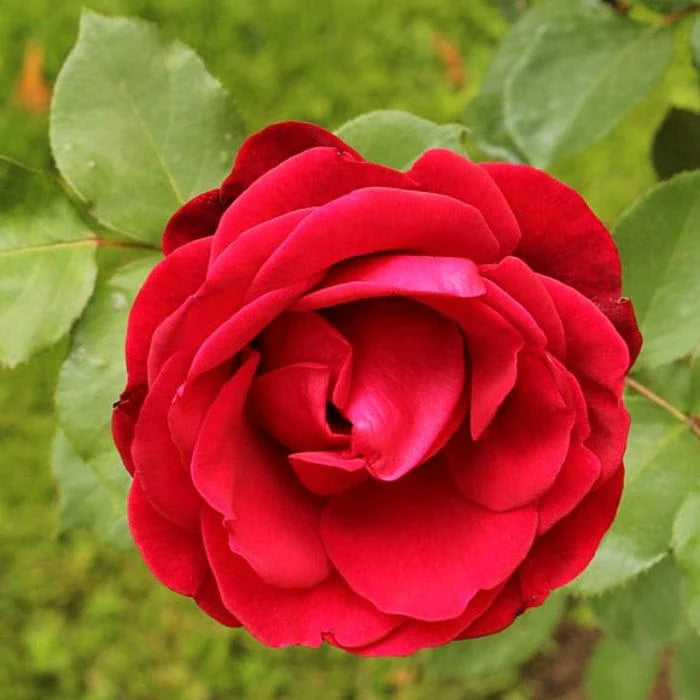 Exotic Hybrid Climbing Rose Flower 20 Seeds   - Clg Don don - Rose Seeds