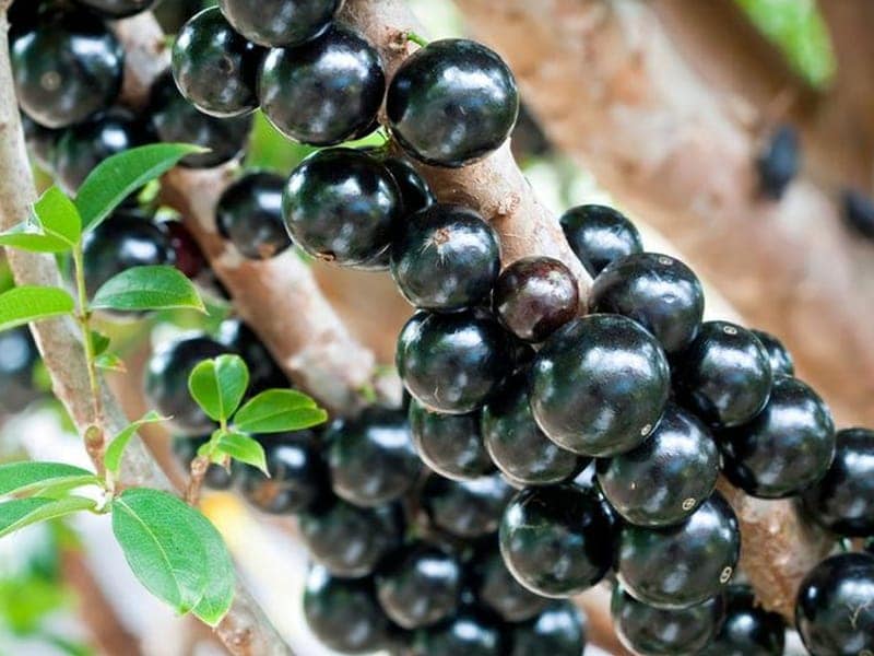 Hybrid Jaboticaba - Sabara Fruit Plant