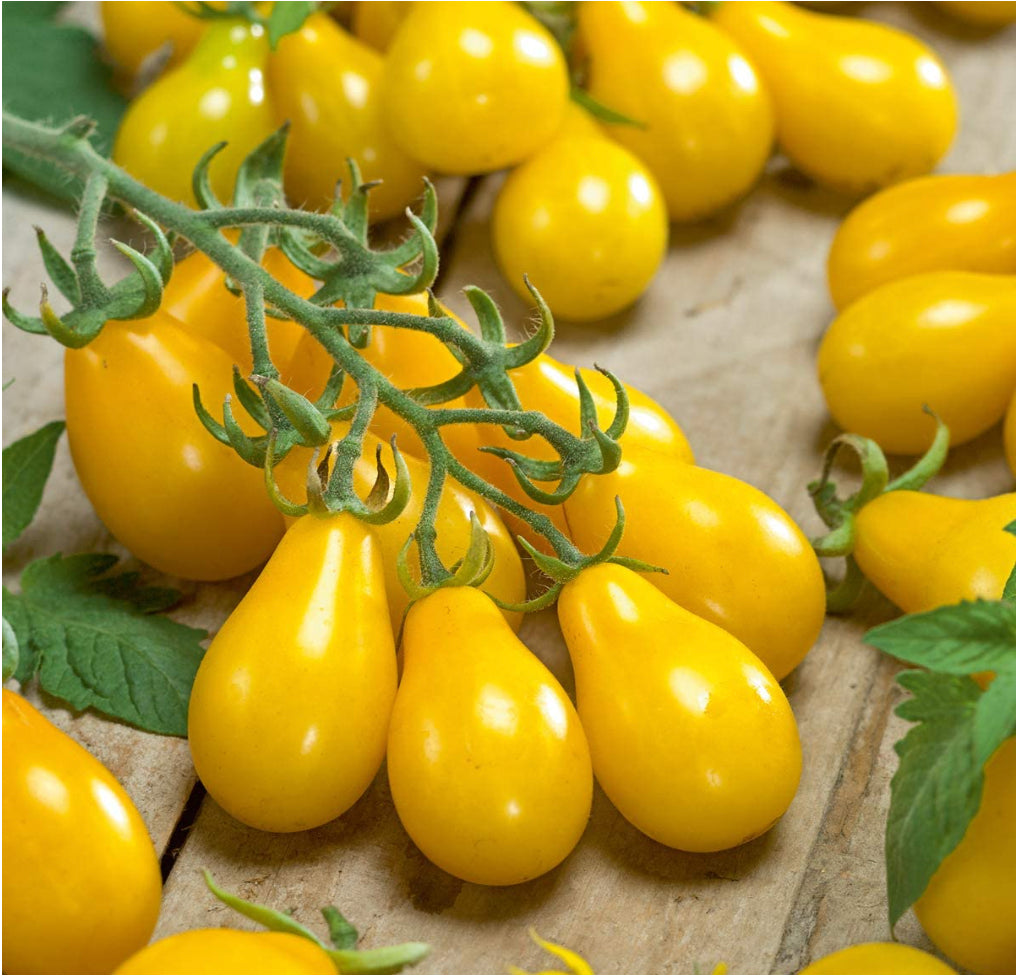🍅 Cherry Tomato Hybrid 100 Seeds – Yellow, Sweet & Golden  - Vegetable Seeds