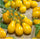 🍅 Cherry Tomato Hybrid 100 Seeds – Yellow, Sweet & Golden  - Vegetable Seeds